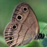 image of animal