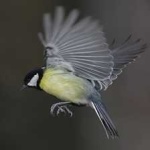 image of bird