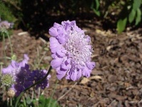 image of flower