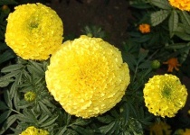image of flower