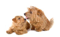 image of norfolk_terrier #12