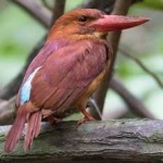 image of bird