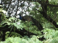 image of peacock