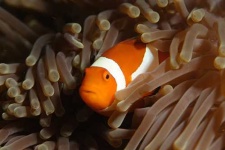 image of coral_reef