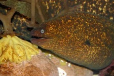 image of eel
