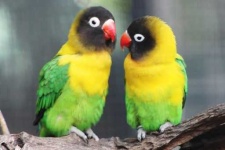 image of lovebird