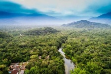 image of rainforest