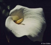 image of giant_white_arum_lily #40