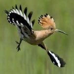 image of bird