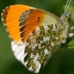 image of orange_butterfly #31