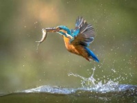 image of kingfisher
