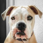 image of animal