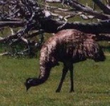 image of emu