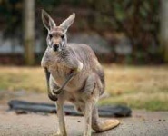 image of animal