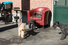 image of lakeland_terrier