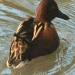 image of bird