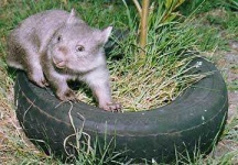 image of wombat