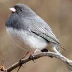image of bird