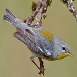 image of bird