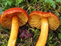 image of mushrooms