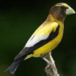 image of bird