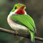 image of bird