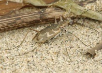 image of tiger_beetle #23