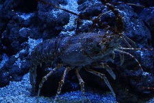 image of spiny_lobster