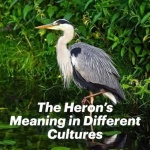 image of heron