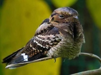 image of nightjar