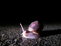 image of snail