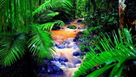 image of rainforest