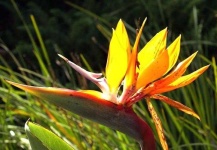 image of bird_of_paradise_flower #76