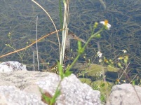 image of limpkin