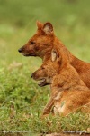 image of dhole