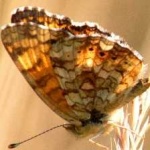 image of animal