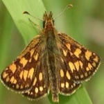 image of animal