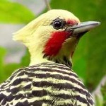 image of bird