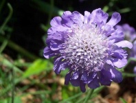 image of flower