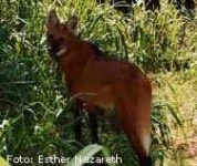 image of red_wolf
