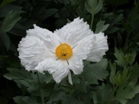 image of flower