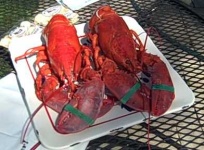 image of american_lobster #26