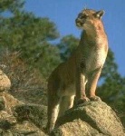 image of cougar_body