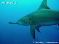 image of hammerhead
