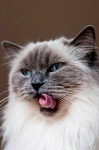 image of animal
