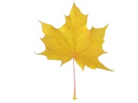 image of leaf