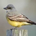 image of bird