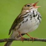 image of bird