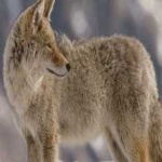 image of coyote #10