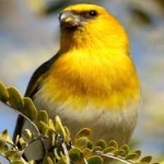 image of bird